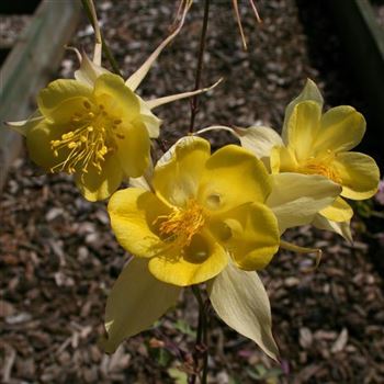 Aquilegia_chrysantha_Yellow_Queen_HRM_Q2.jpg