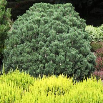 Calluna vulgaris