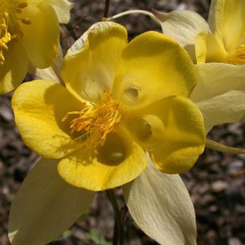 Aquilegia_chrysantha_Yellow_Queen_HRM_Q1.jpg