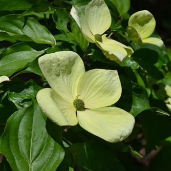 Cornus_kousa_Venus_3.JPG