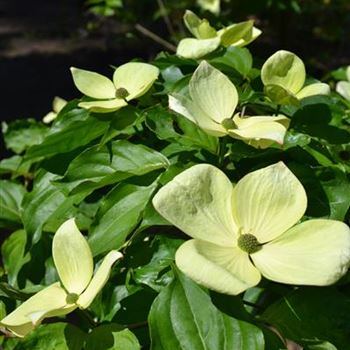 Cornus_kousa_Venus_1.JPG