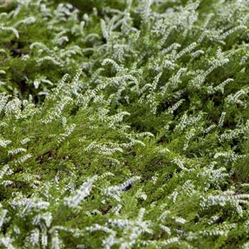 Calluna vulgaris