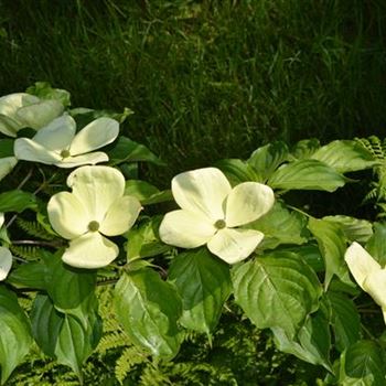 Cornus_kousa_Venus_5.JPG