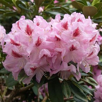 Rhododendron_Graefin_Sonja_2006_2083_Q.jpg