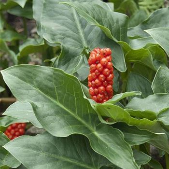 Arum_italicum_HRM_Q1.jpg