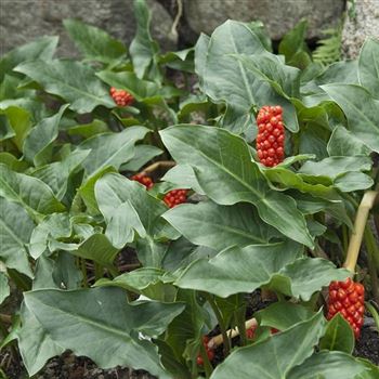 Arum_italicum_HRM_Q2.jpg