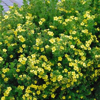 Potentilla_fruticosa_Kobold_2007_3727.jpg