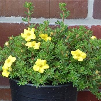 Potentilla_fruticosa_Kobold_GR_R3.jpg