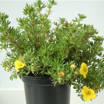 Potentilla_fruticosa_Kobold_GR_R2.jpg