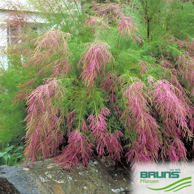 Tamarix ramosissima 'Rubra' von Bruns Pflanzen