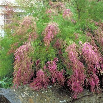 Tamarix_ramosissima_Rubra_2002_0784.jpg