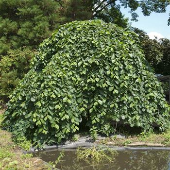 Ulmus_glabra_Pendula_2009_3971.jpg