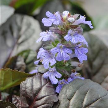 Ajuga reptans