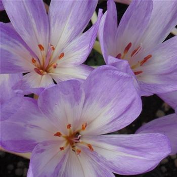 Colchicum_The_Giant_WI_Q1.jpg