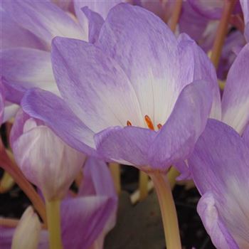 Colchicum_The_Giant_WI_Q2.jpg