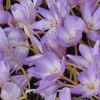 Colchicum_The_Giant_WI_Q3.jpg