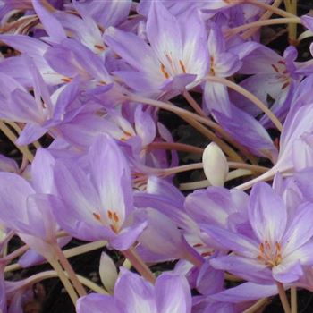 Colchicum_The_Giant_WI_Q4.jpg