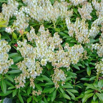 Pieris_japonica_Debutante_2010_0646.jpg