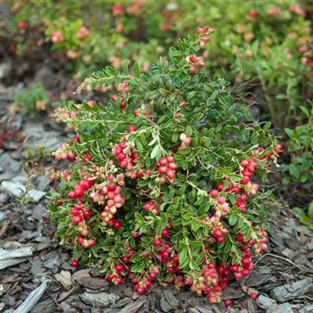 Vaccinium_vitis_idaea_Koralle_2009_6878.jpg