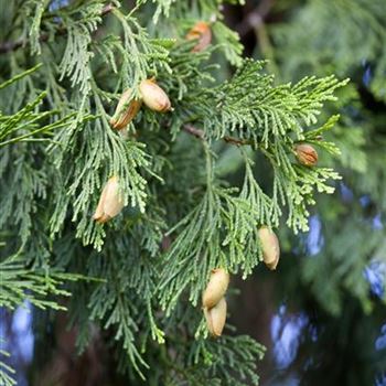 Calocedrus decurrens