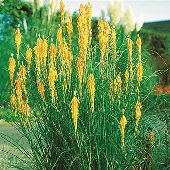 Kniphofia_galpanii_UAS_Q1.tif