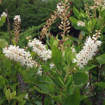 Clethra_alnifolia_2005_4147_q.jpg