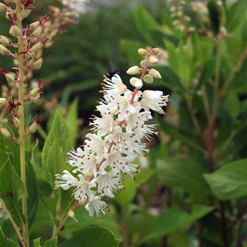 Clethra_alnifolia_2005_4149.jpg