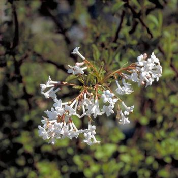 Viburnum_farreri_2001-0514.jpg