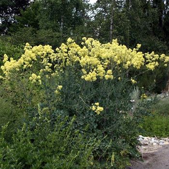 Thalictrum_flavum_ssp_glaucum_HRM_Q3.jpg