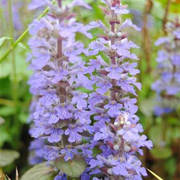 Ajuga reptans