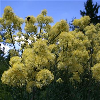 Thalictrum_flavum_ssp_glaucum_HRM_Q2.jpg