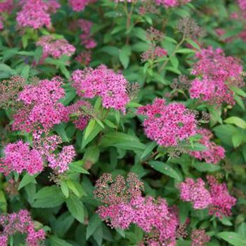 Spiraea_japonica_Darts_Red_2008_8680.jpg