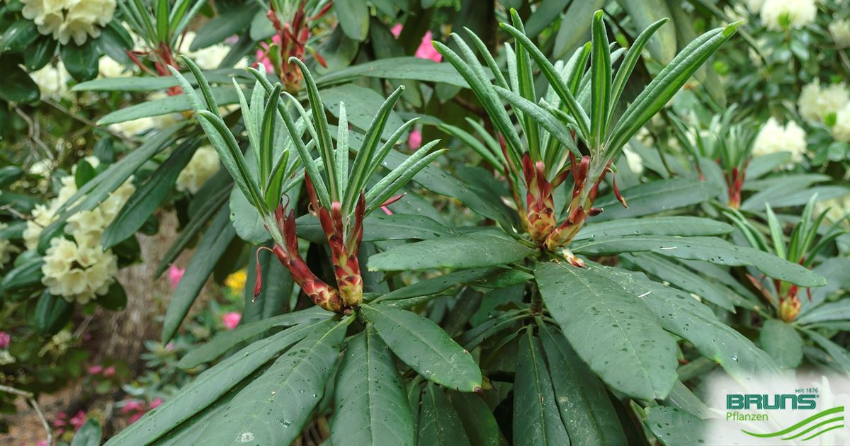 Rhododendron calophytum von Bruns Pflanzen