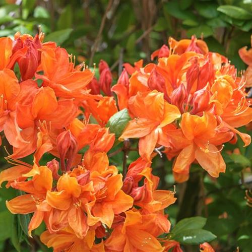 Azalea Knap-Hill 'Golden Eagle'