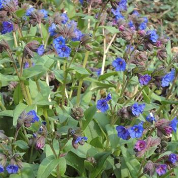 Pulmonaria_angustifolia_Azurea_GR_R3.jpg