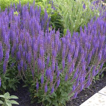 Salvia_nemorosa_Mainacht_HRM_Q2.jpg