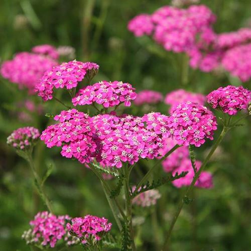 Achillea millefolium 'Kirschkoenigin'