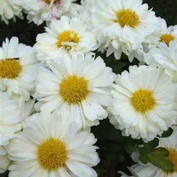 Chrysanthemum_Poesie_ODQ0Mzk4M1o.JPG