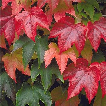 Parthenocissus_tricuspidata_Veitchii_2001_4050_q.jpg