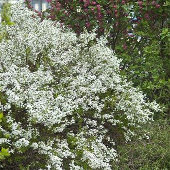 Spiraea_thunbergii_2008-1244.jpg