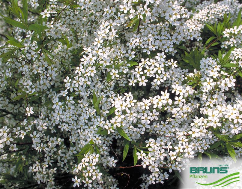 Spirée Thunbergii – Arbuste à Fleurs Blanches, Livré En Pot 3L, Hauteur 40/60 Cm – Pour Haies, Bordures