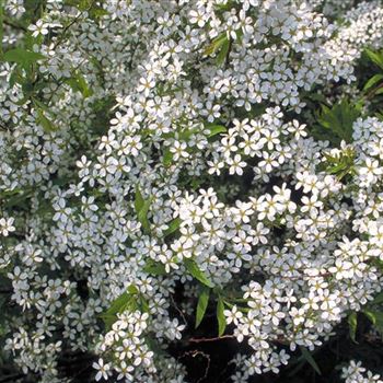 Spiraea_thunbergii_1999-1680.jpg