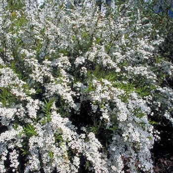 Spiraea_thunbergii_1999-1677.jpg