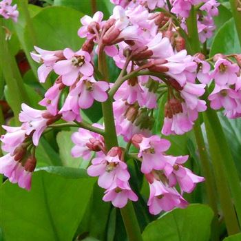 Bergenia_Oeschberg_WI_Q1.jpg