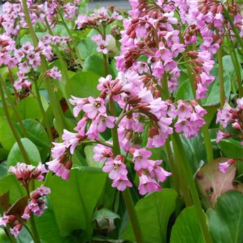 Bergenia_Oeschberg_WI_Q2.jpg