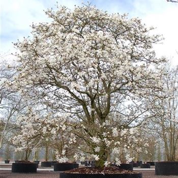 Magnolia_stellata_GR_R1.jpg