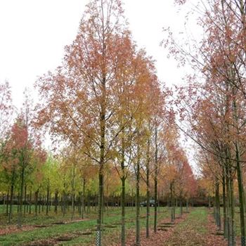FARA_Sol_baum_5xv_200-300x30-35x500-700_R-1032_04_11_14_kd_40159.jpg
