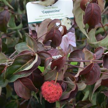 Cornus_kousa_Cappuccino_q_2.jpg