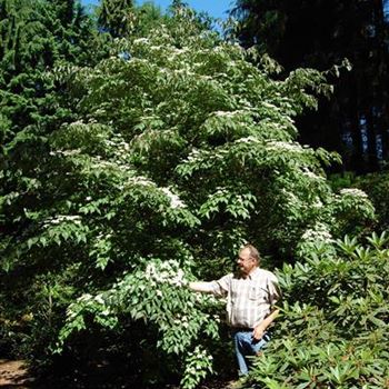 Cornus_kousa_Cappucino_3.JPG