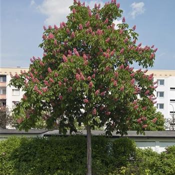 Aesculus_carnea_Briotii_2008_2414.jpg